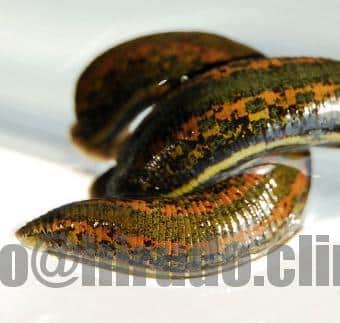 Try Organic Leech Therapy!