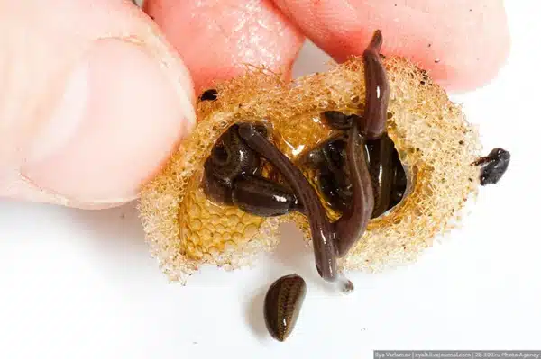 Leeches lay their eggs in cocoons.Medicinal leeches, with their simple and efficient biology.