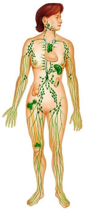 The lymphatic system is a vital part of the immune and circulatory systems. It includes a network of vessels, tissues, and organs that help maintain fluid balance, remove toxins, and fight infections.