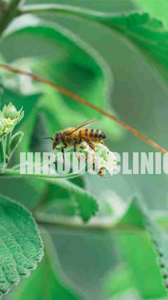 A honeybee collecting nectar on white flowers with green foliage, symbolizing pollination.When a honeybee stings a mammal, its barbed stinger acts like a harpoon, hooking firmly into the thick skin. As the bee attempts to fly away, the stinger remains anchored, causing the bee to literally disembowel itself. This fatal rupture tears away its digestive tract, muscles, and nerves, leaving the bee with a mortal injury.