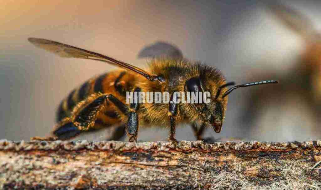 Detailed macro photograph of a honey bee on a log showcasing the insect's features.