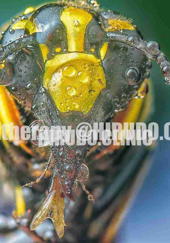 Bee Venom Therapy 